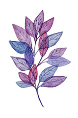 Lilac branch isolated on white. Painted in watercolor. Delicate translucent leaves with a silver shimmer outline.