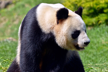 Closeup giant panda (Ailuropoda melanoleuca) seen from profile 