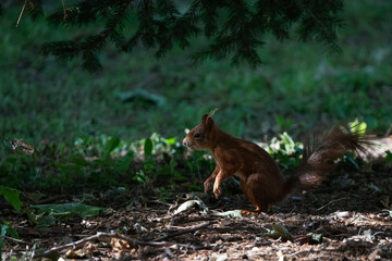 A squirrel in the shade under trees.