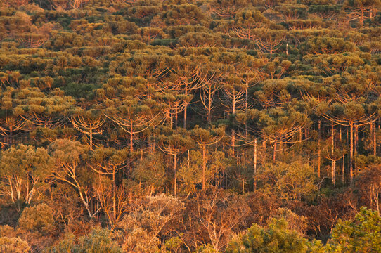 Araucarian forest in ponta Grossa, Brazil.