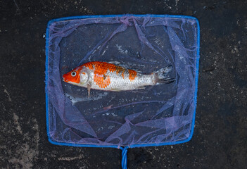 Kohaku Koi fish died due to poor water quality i.e. ammonia poisoning.