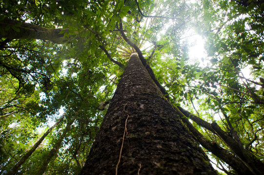 Araucaria angustifolia tree in the forest. Paran&aacute;, Brazil.