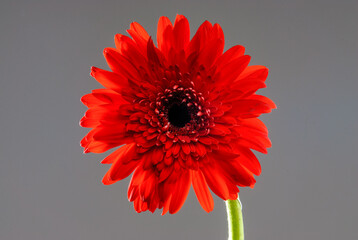Gerbera flower isolated on neutral background. flower isolated on neutral background.