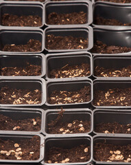 different seed planted into seedbeds