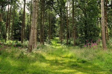 Obraz premium Pine forest in England