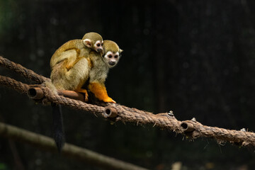 Mother Common Squirrel Monkey with her infant on her back