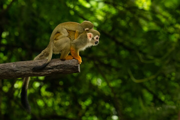 Obraz premium Mother Common Squirrel Monkey with her infant on her back