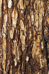 Close Up of Tree Bark Surface Texture: Detailed Natural Patterns and Organic Structure
