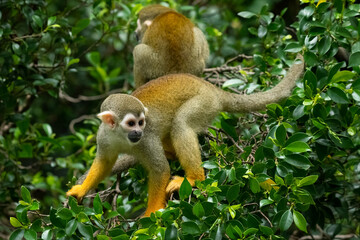 Obraz premium Common Squirrel Monkey on a leafy tree