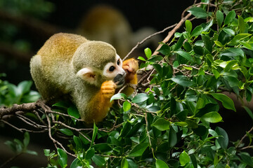 Common Squirrel Monkey biting tree branch