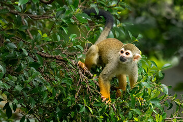 Common Squirrel Monkey on a leafy tree