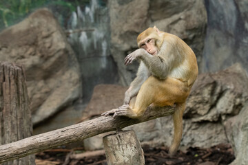Rhesus monkey sitting on a tree log sadly looking into a distance 
