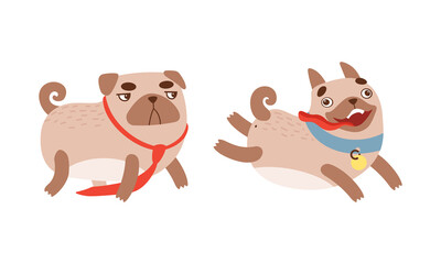 Funny Pug Dog with Curled Tail and Light Brown Coat Running with Stick Out Tongue Vector Set