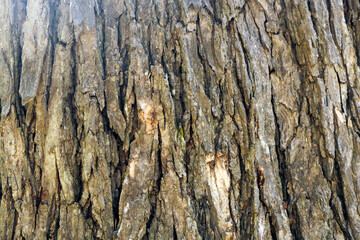 Close Up of Tree Bark Surface Texture: Detailed Natural Patterns and Organic Structure