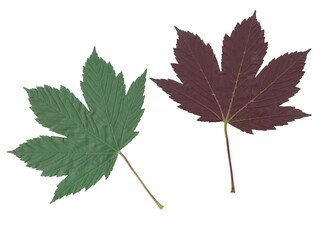 awers and revers leaf of sycamore maple tree isolated on white - obrazy, fototapety, plakaty