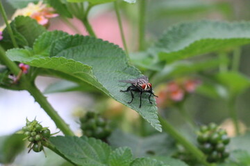 Fly Collecting Food From Flowers 