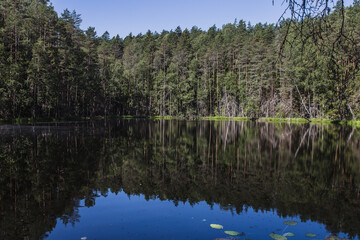 Fototapeta na wymiar The forest is reflected in the calm water of the lake - beautiful nature