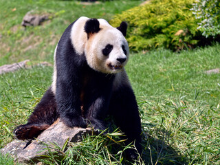 Giant panda (Ailuropoda melanoleuca) sitting on a stone 
