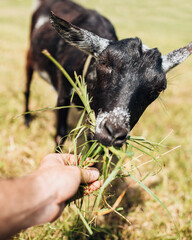 Hand feeding a goat in the field - tame livestock in the field - animal therapy