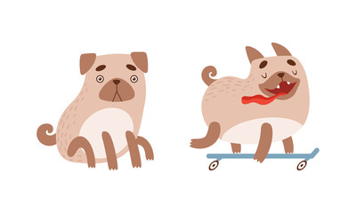 Obraz na płótnie Canvas Funny Pug Dog with Curled Tail and Light Brown Coat Sitting and Skateboarding Vector Set