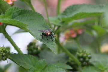 Fly Collecting Food From Flowers 