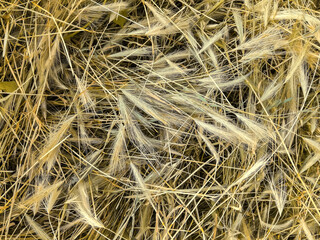 Background of spikelets of dried wild herbs, hay. Dry weeds. Top view. Close-up. Selective focus.