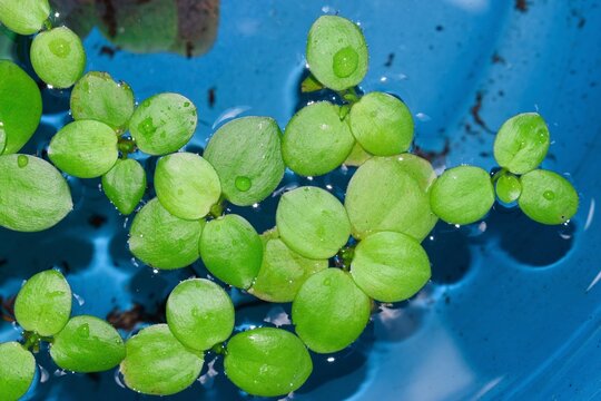 Home aquarium floating plants called Amazon frogbit or Limnobium Laevigatum bitten by freshwater fishes.
