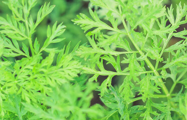 Photo carrot tops close up. Greenery pattern. Background from carrot tops. Macrophoto.