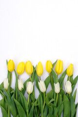 bunch of yellow and white closed tulips blooms white background with copy space