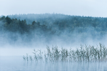 Misty lake with reeds, Sweden