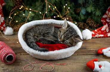 Kitten sleeps in santa claus hat. Christmas cat pet sleeping. Presents concept. Portrait of kitten....