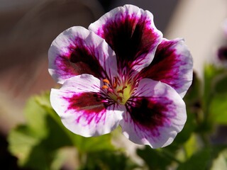 various,pretty flowers of geranium potted plant close up