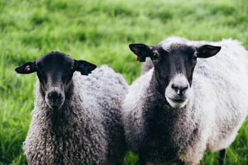 Fototapeta premium sheep and lamb