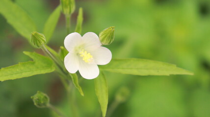 flowers in the garden