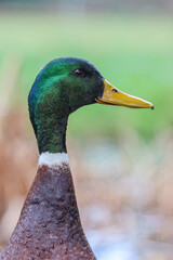 Male Mallard Duck