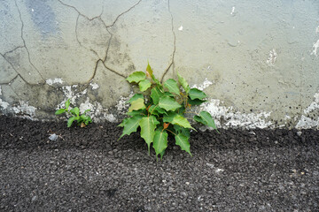 Young Sacred fig tree grew out of the gap between the asphalt road and the building wall. plant survival.