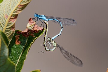 Damselflies on a plant mating.