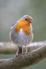 Robin