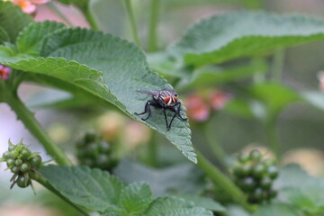 Fly Collecting Food From Flowers 