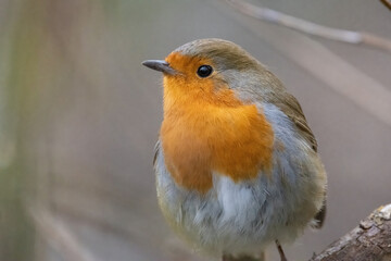 Robin