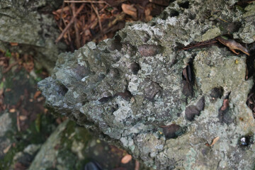 The process of rock decay from exposure to water or rainwater. Chemical Weathering on limestone carbonate sedimentary rock.