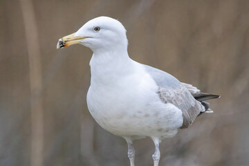 Seagull