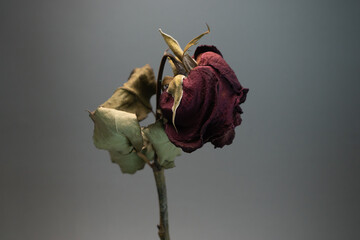 Roses withered on gray background.