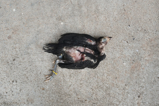 black chick lying dead on the floor.