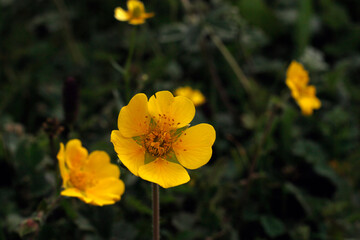 Kumrat Valley Beautiful Landscape Mountains View