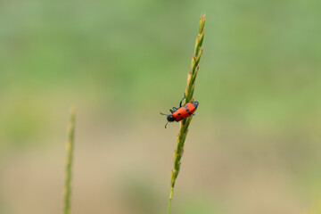 A red beetle with black spots on a green blade of grass