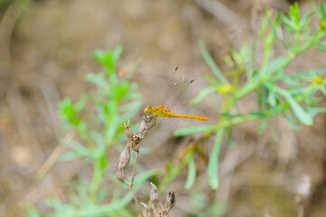 A yellow dragonfly is sitting on a dry branch