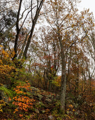 Autumn Appalachian hillside