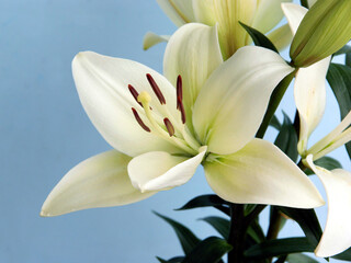 pretty white lily close up from garden in summer