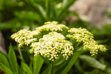 Natural Beautiful Flower Closeup